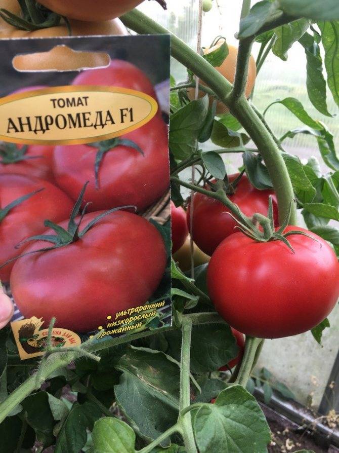 Томат андромеда: урожайность, характеристика и описание сорта, отзывы