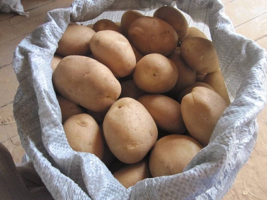 Картофель «удача»: описание сорта, фото, отзывы, особенности выращивания и уход