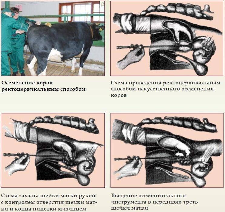 Способы и техники искусственного осеменения коров