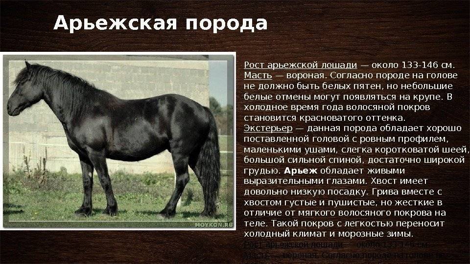 Башкирская лошадь — описание, характеристики, история