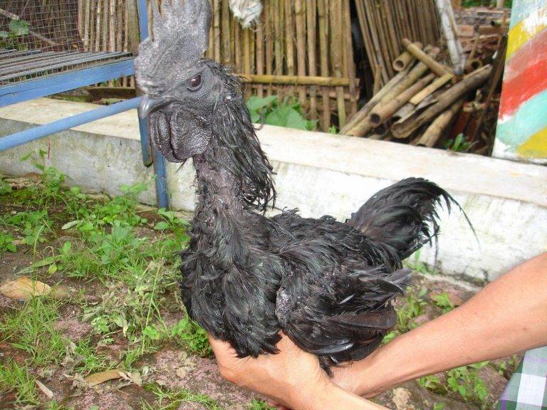 Аям цемани: черная порода кур с такими же яйцами