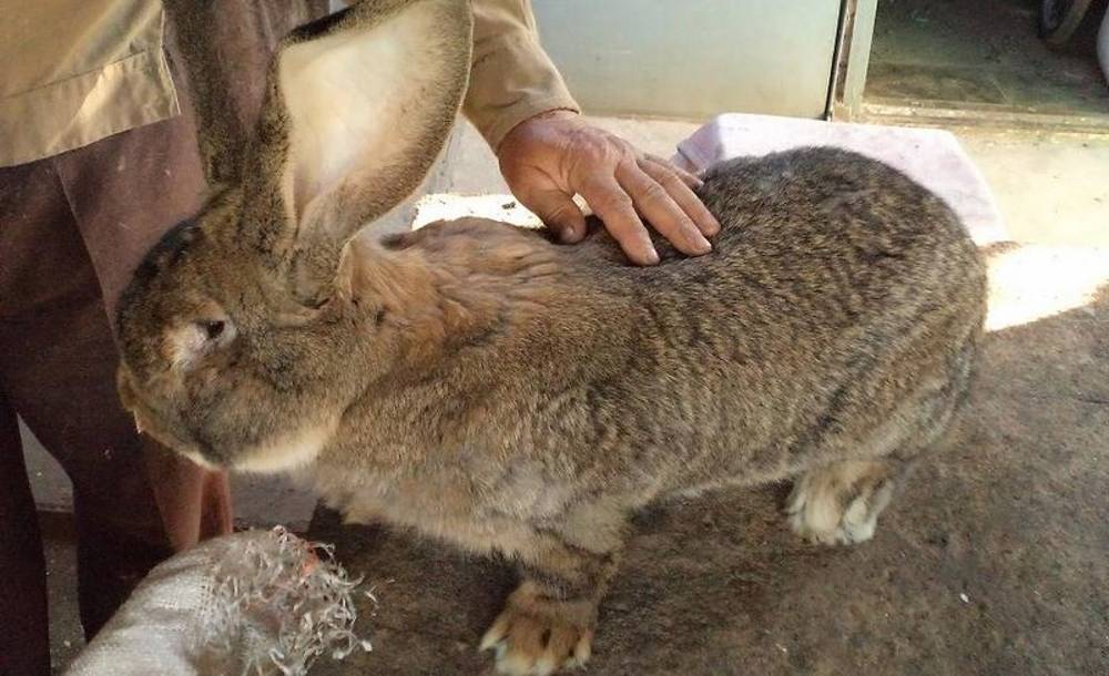 Гигантские кролики немецкой породы ризен. разведение и содержание кроликов – великанов
