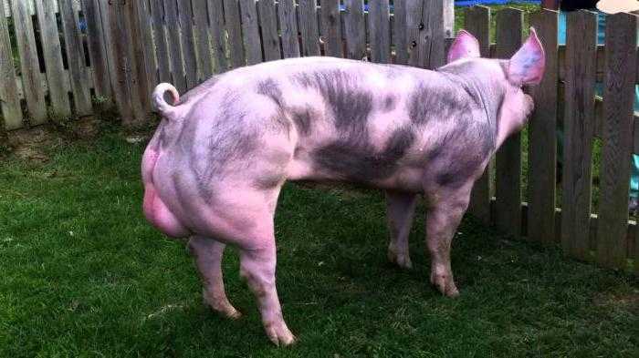 Йоркширская порода свиней: характеристика и описание