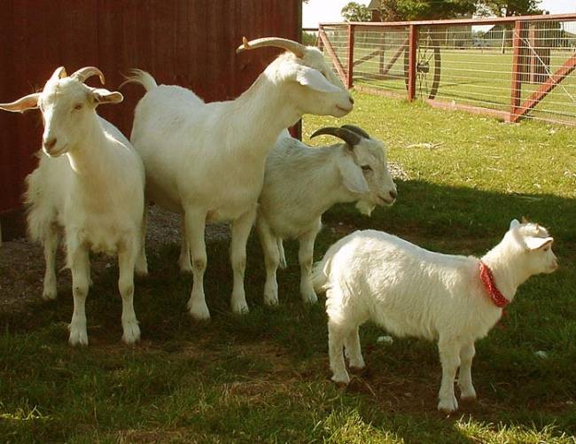 Выращивание и разведение коз в домашних условиях