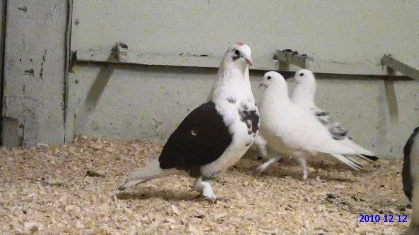 Бойные голуби – описание пород, уход, кормление и тренировки
