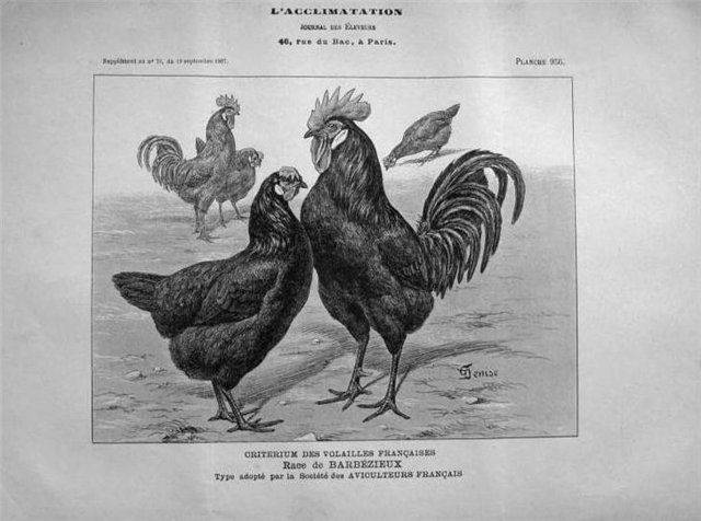 Барбезье порода кур: описание и сравнение с брессгальскими (фото)