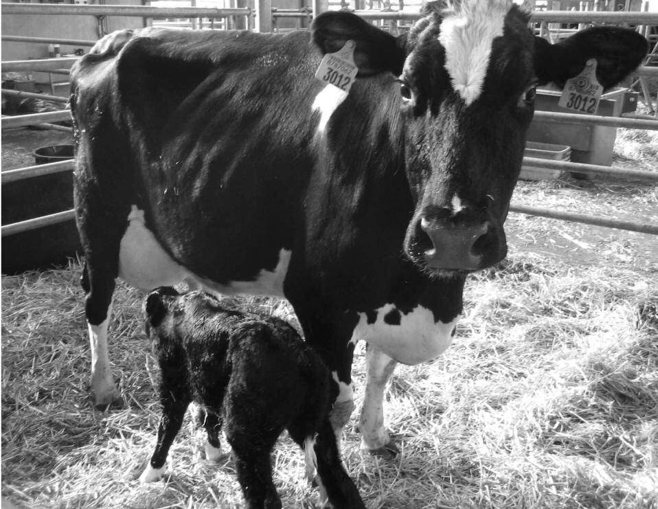 Кормление коров дойных, молочных: периоды и рацион питания