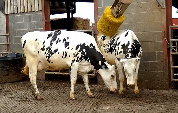 Холмогорские коровы - северная порода крс 2021