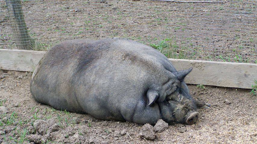 Топ-10 самых крупных пород свиней