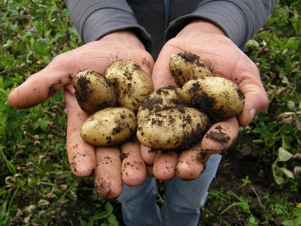 Где и как хранить картофель, условия и сроки хранения