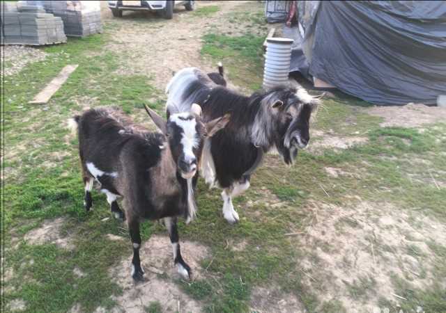 Описание тоггенбургской породы коз
