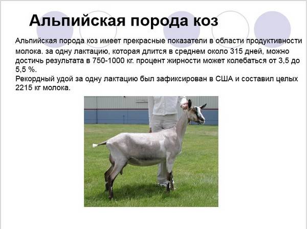 Зааненская порода коз: описание, фото, содержание, кормление