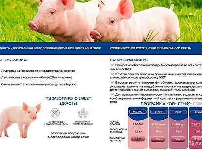 О выращивании и откорме свиней: комбикорм, премиксы, стимуляторы роста