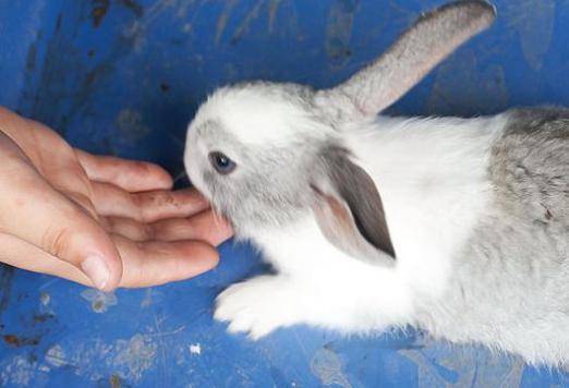 Как приручить декоративного кролика к рукам: основные этапы и важные советы