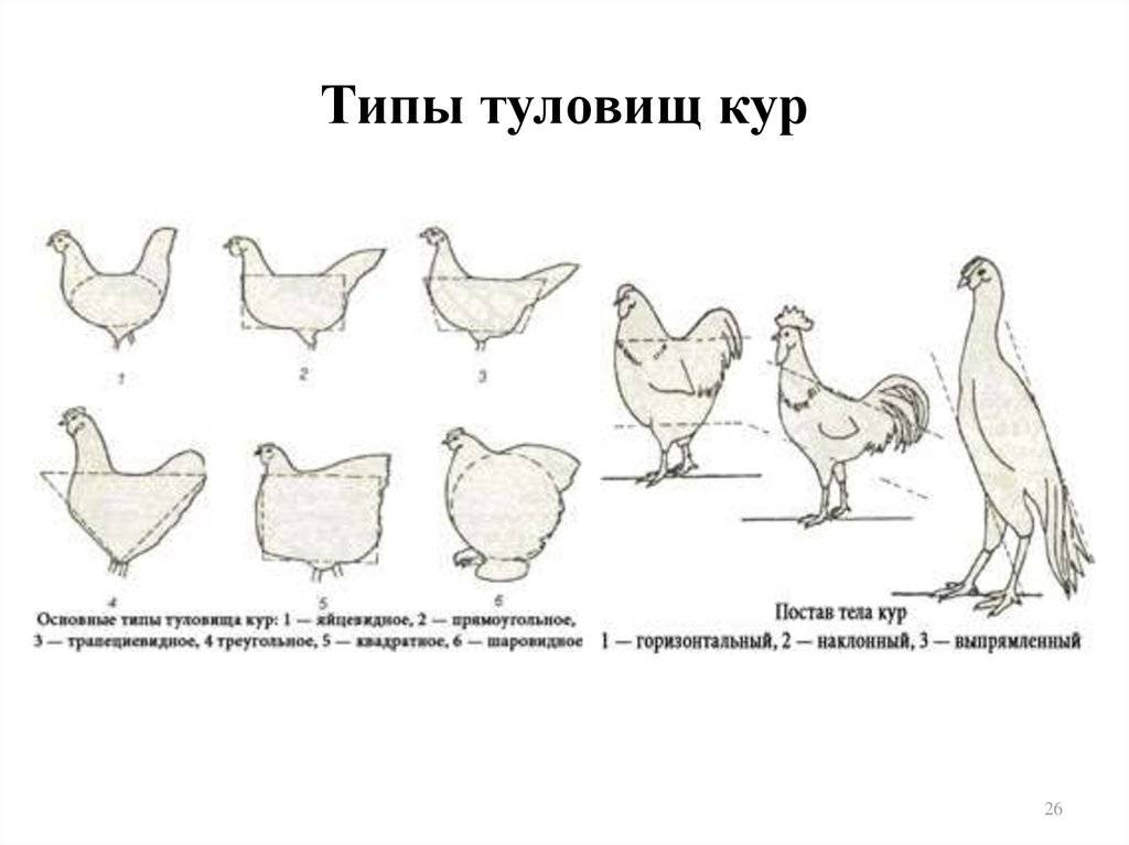 Как определить какая курица несется