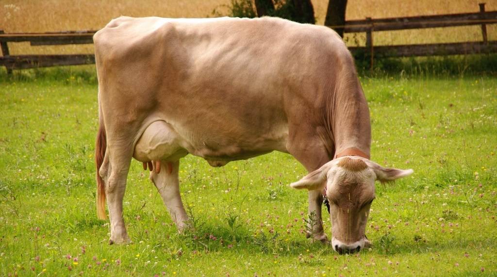 Характеристика коров швицкой породы