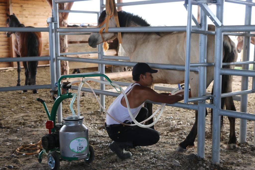 Молочная продуктивность лошадей