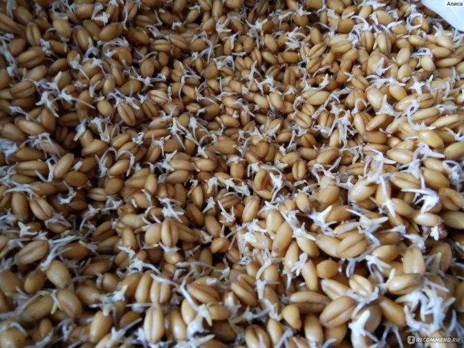 Как прорастить пшеницу для кур в домашних условиях: пошаговая инструкция и кормление