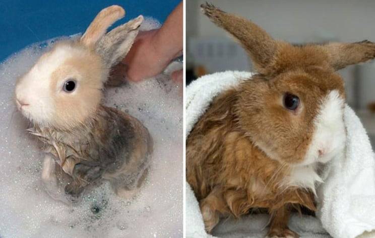 Как правильно купать декоративного кролика — основные способы