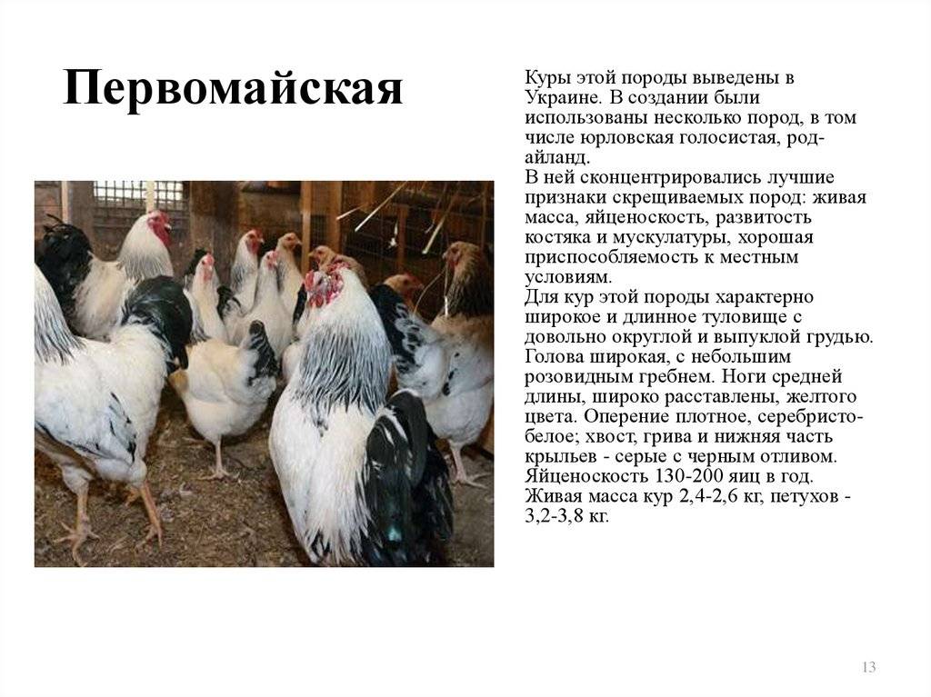 Русская белая порода кур: обзор птиц, разведение