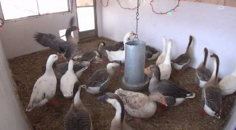Чем кормить гусей в домашних условиях зимой