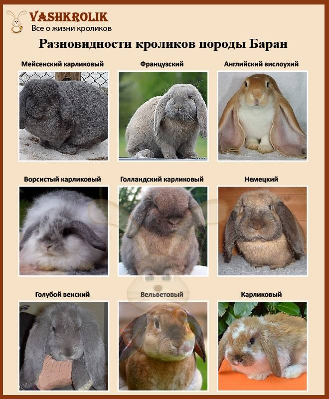 Породы кроликов с названиями и фотографиями - описание мясных, крупных, декоративных, пуховых видов