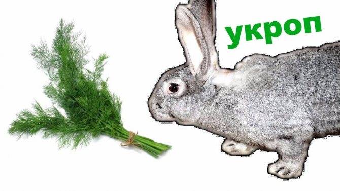 Дают ли кроликам чистотел? чем опасна эта трава для кроликов?