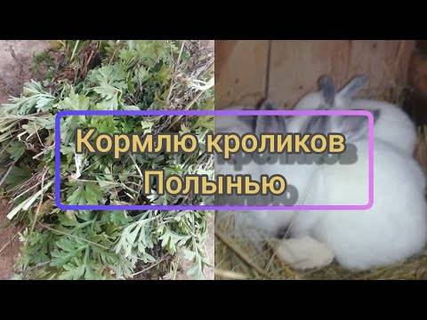 Трава для кроликов: советы - 2020