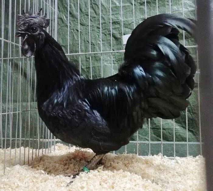 Пробую мясо черной курицы! китайская шелковистая курица для здоровья и долголетия.