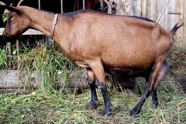 Чешская коза: описание породы и общие характеристики