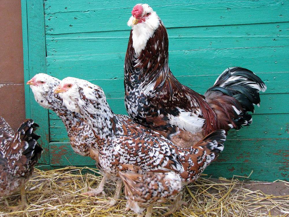 Орловская ситцевая порода кур: фото, описание, отзывы, содержание