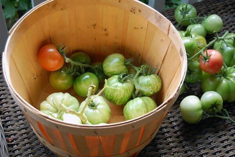 Дозревание зеленых помидоров в домашних условиях: как дозреть, куда положить