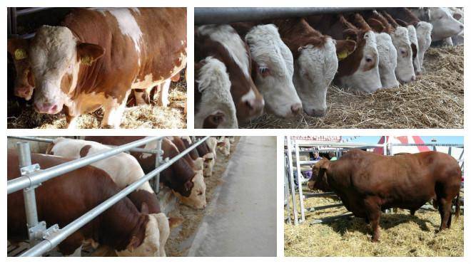 Разведение быков на мясо для начинающих: в домашних условиях, выращивание как бизнес, плюсы и минусы, видео