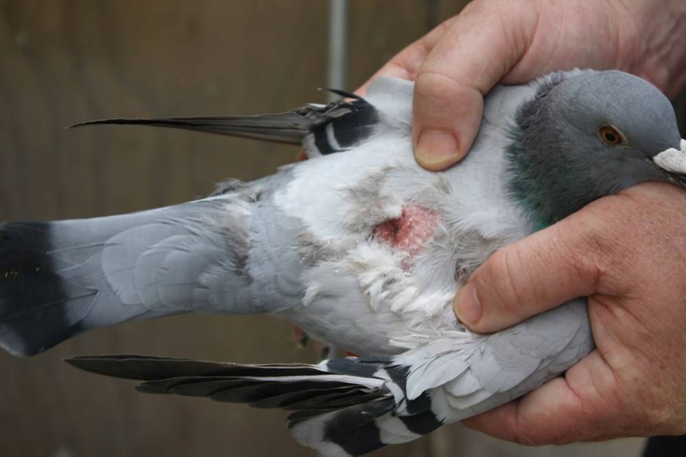 Размножение голубей: как спариваются и создают гнёзда