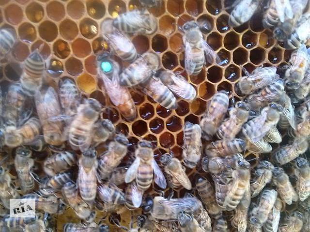 Пчелы породы карника. описание, фото и отзывы