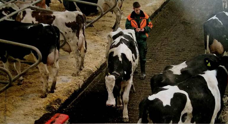 Кормление коров перед отелом — agroxxi