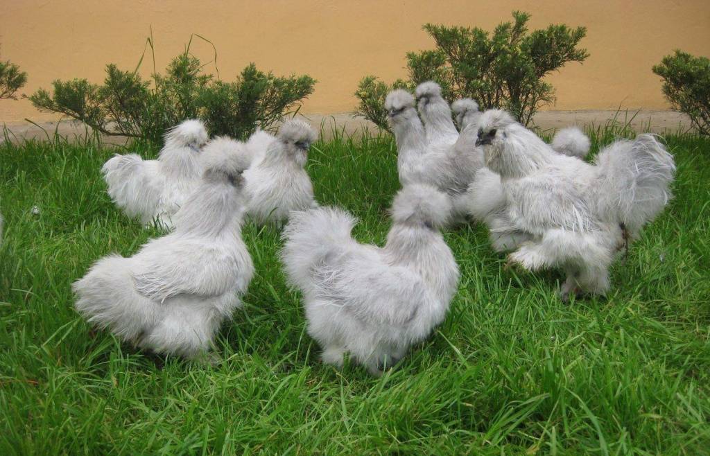 Китайская шелковая курица — характеристики породы