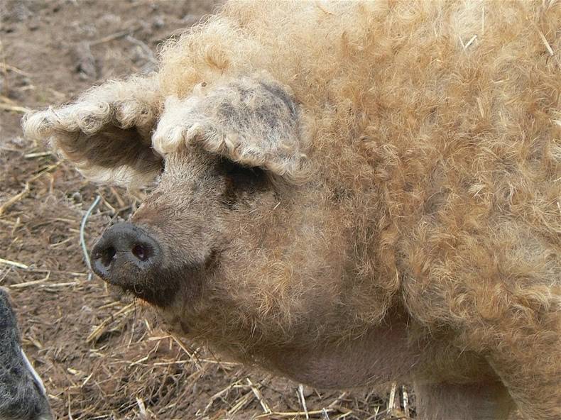 Описание породы свиней венгерская мангалица: особенности, кормление и разведение пуховых свиней