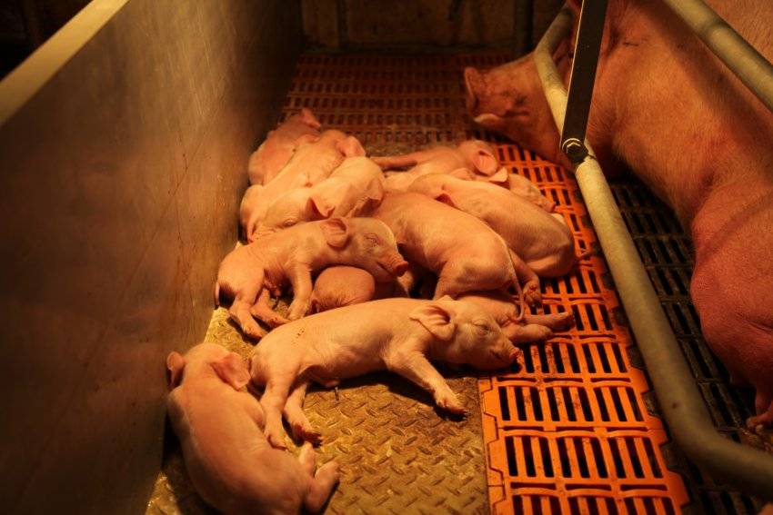 Опорос свиней — подготовка, подробное описание процесса, дальнейший уход