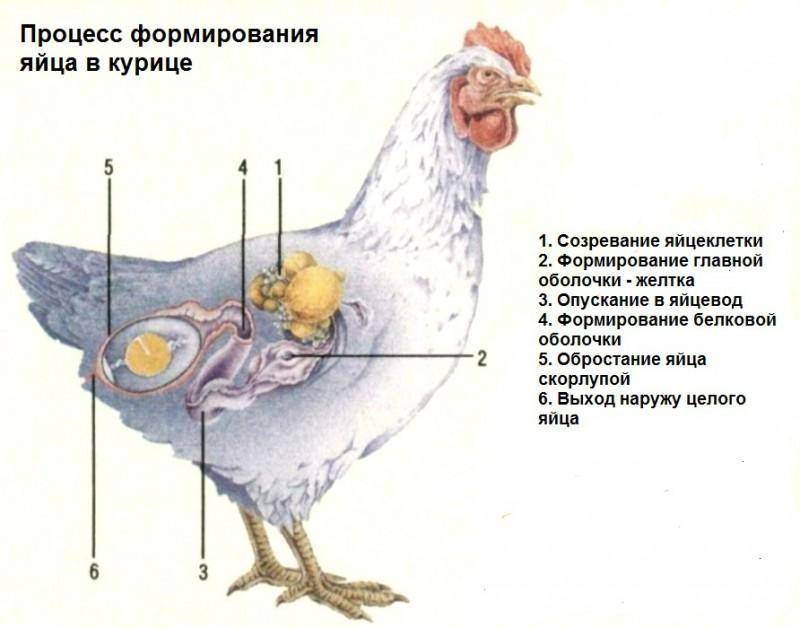 Как у курицы появляются яйца и другие вопросы про яйцекладку