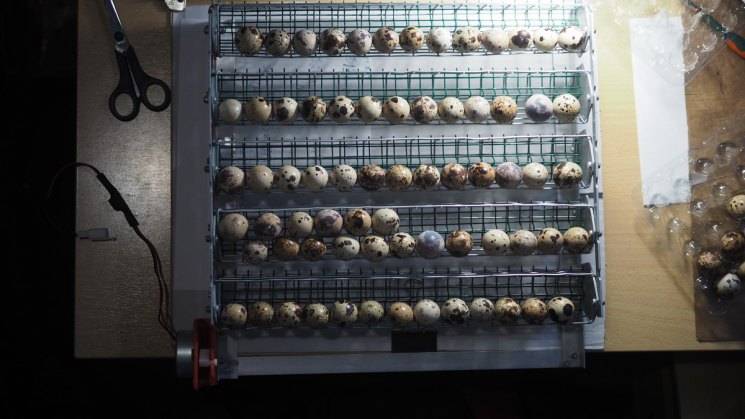 Инкубация перепелиных яиц и технология выведения перепелов