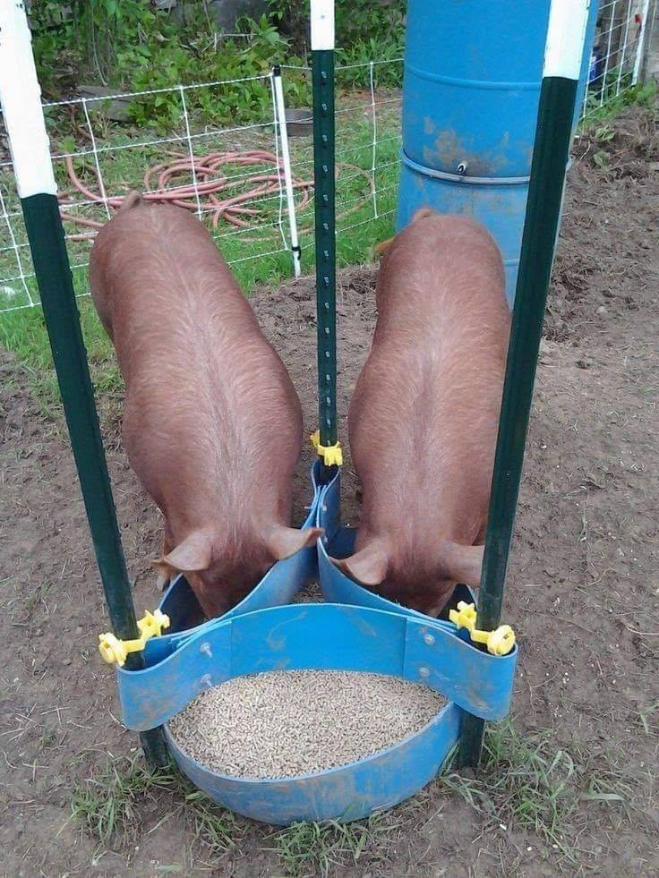 Как сделать кормушки для свиней своими руками | строительный портал