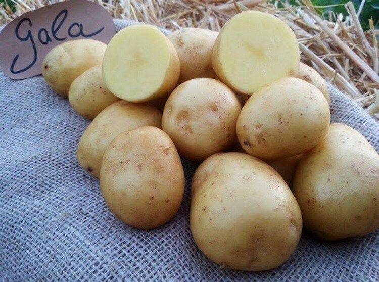 Сорт картофеля гала. картофель гала описание сорта фото