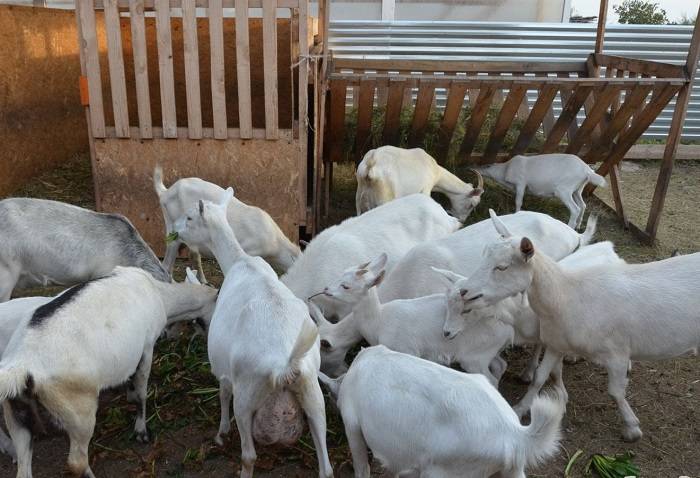 Сколько сена нужно козе на зиму, чем кормить животное