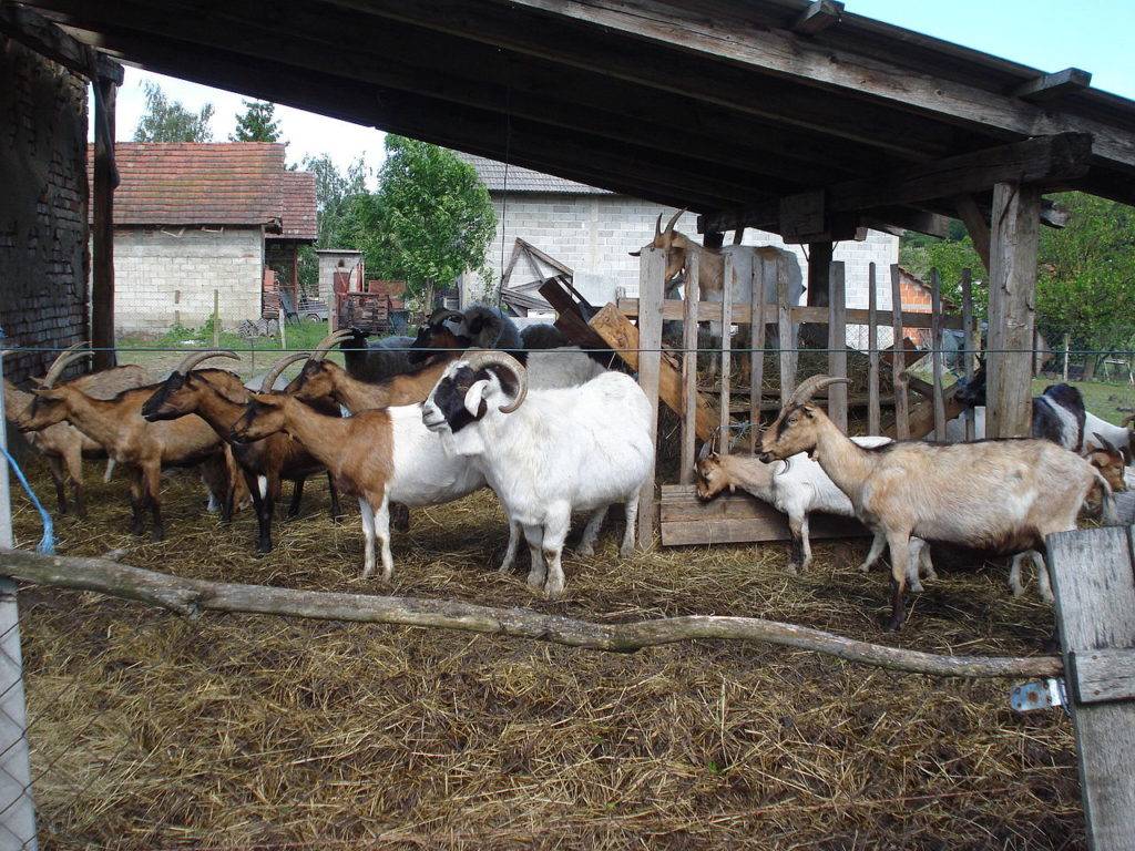 Особенности содержания коз в домашних условиях, советы начинающим