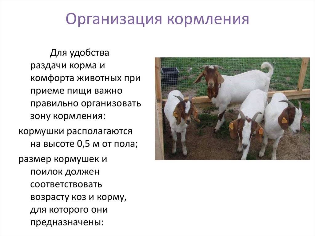 Кормление коз - чем кормить козу зимой и летом, чтобы было больше молока 2021