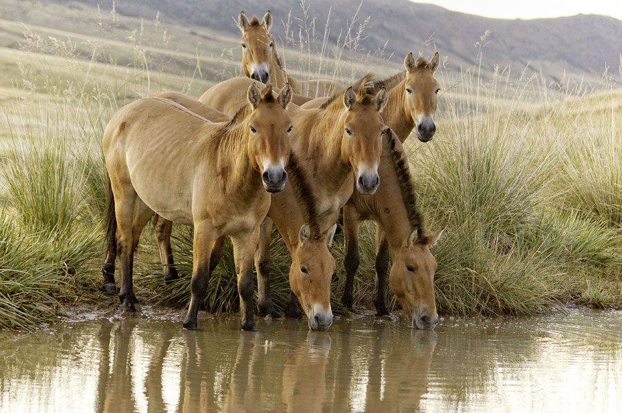 Лошадь пржевальского. описание, особенности, виды, образ жизни и среда обитания животного