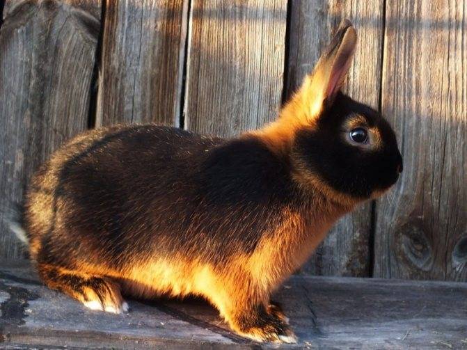 Черно-огненный кролик: описание, характеристика, содержание