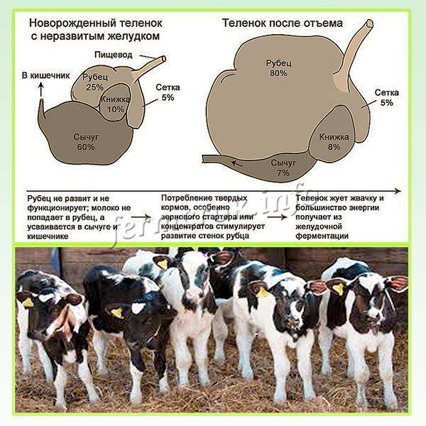 Оценка навоза и состояние кормления коров