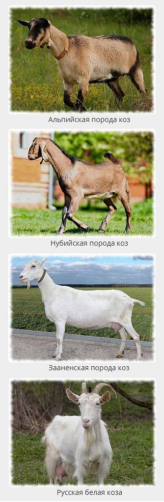 Описание и продуктивность самых популярных молочных пород коз